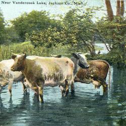 Near Vandercook Lake, Jackson, Co., Mich.